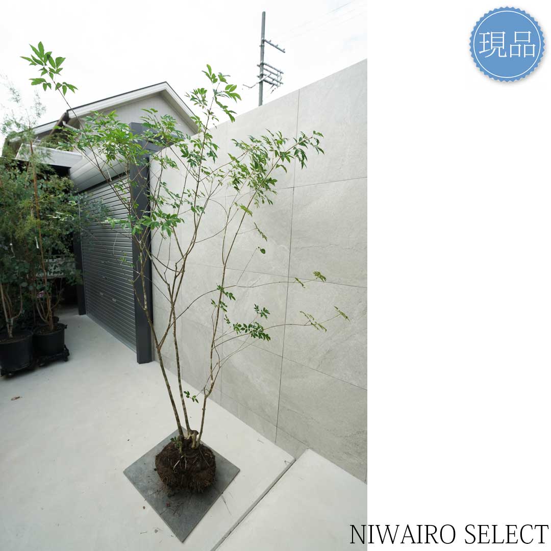 楽天市場】【現品】山採り【アオダモ】本株立ち 自然風樹形