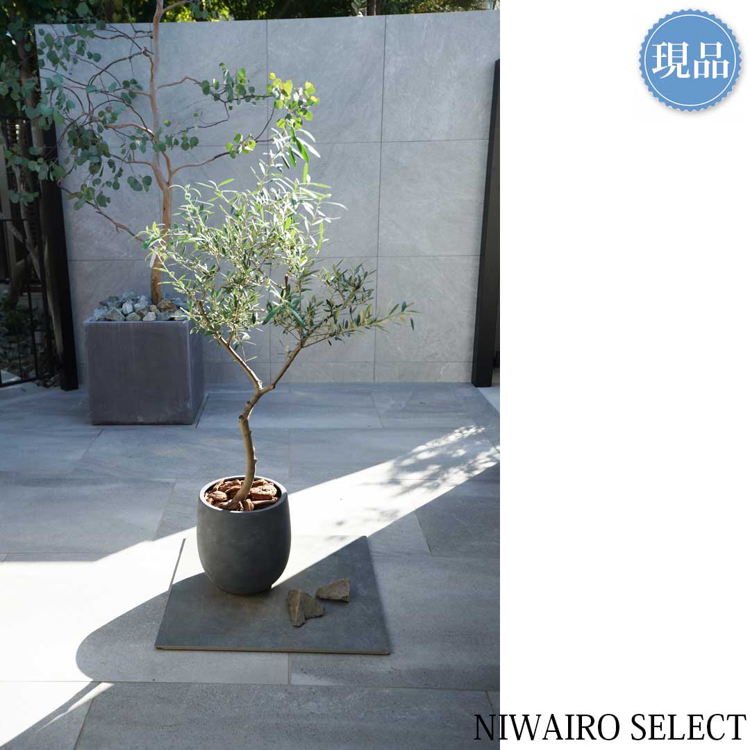 楽天市場】【現品】鉢植え【オリーブの木】ネバディロブランコ 自然風