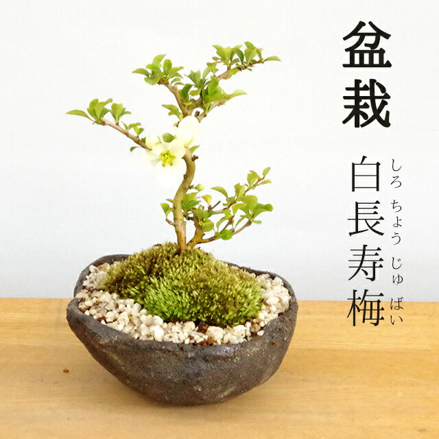 楽天市場】盆栽 長寿梅 白花 白長寿梅（しろちょうじゅばい） 白長寿梅