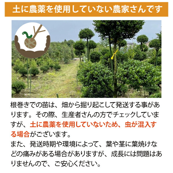 楽天市場】［生産者直送］黄金真柏 樹高約70cm 送料無料 庭木 苗木