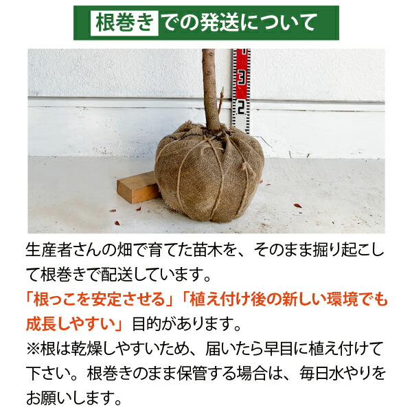 楽天市場】［生産者直送］ココスヤシ 株立ち(3本立ち) 樹高約60cm 耐寒