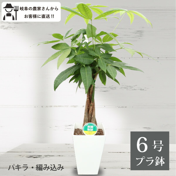 pakira-amikomi-6-1.jpg