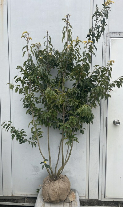 植木 ソヨゴ 常緑樹」の人気商品一覧 | 安い商品を通販サイトから探す