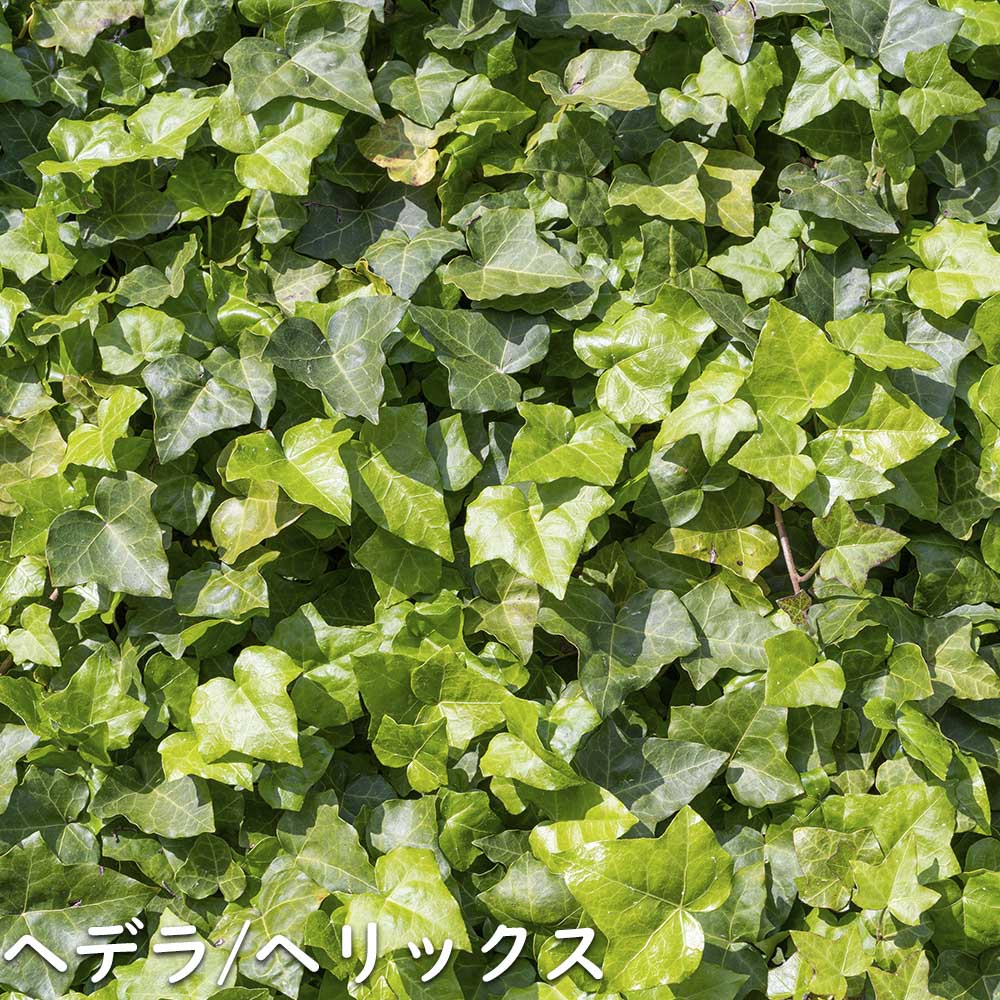 楽天市場】ヘデラ ヘリックス 2m長尺13.5cmポット 苗木 : トオヤマグリーン