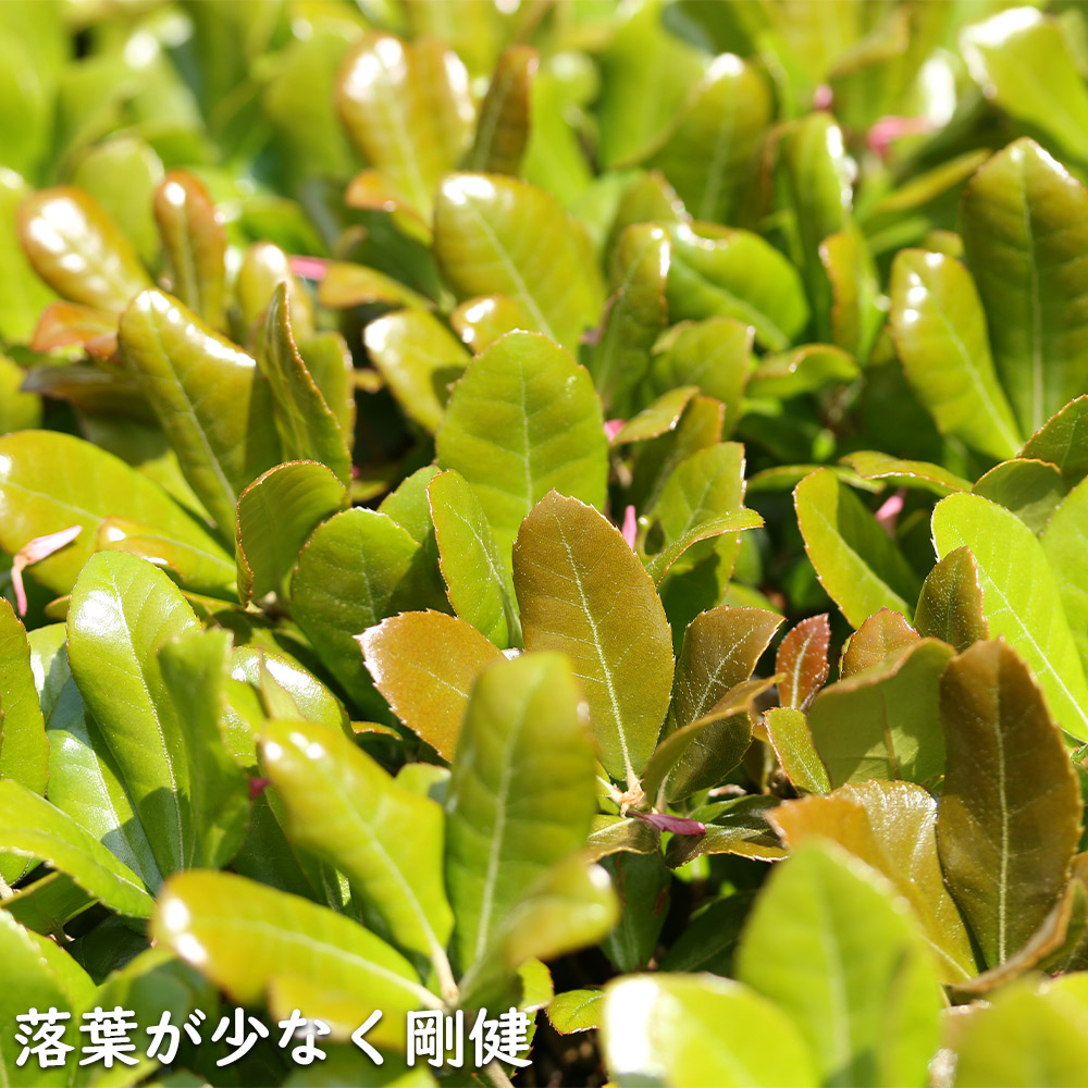 楽天市場】ウバメガシ 単木 2m 露地 苗木 : トオヤマグリーン