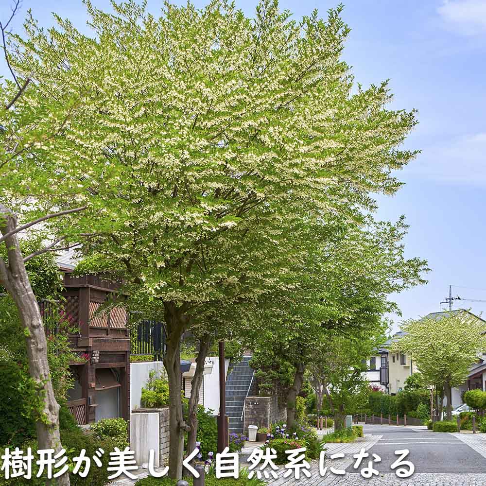 楽天市場】エゴノキ 株立ち 2.5m 露地 2本 苗木 : トオヤマグリーン