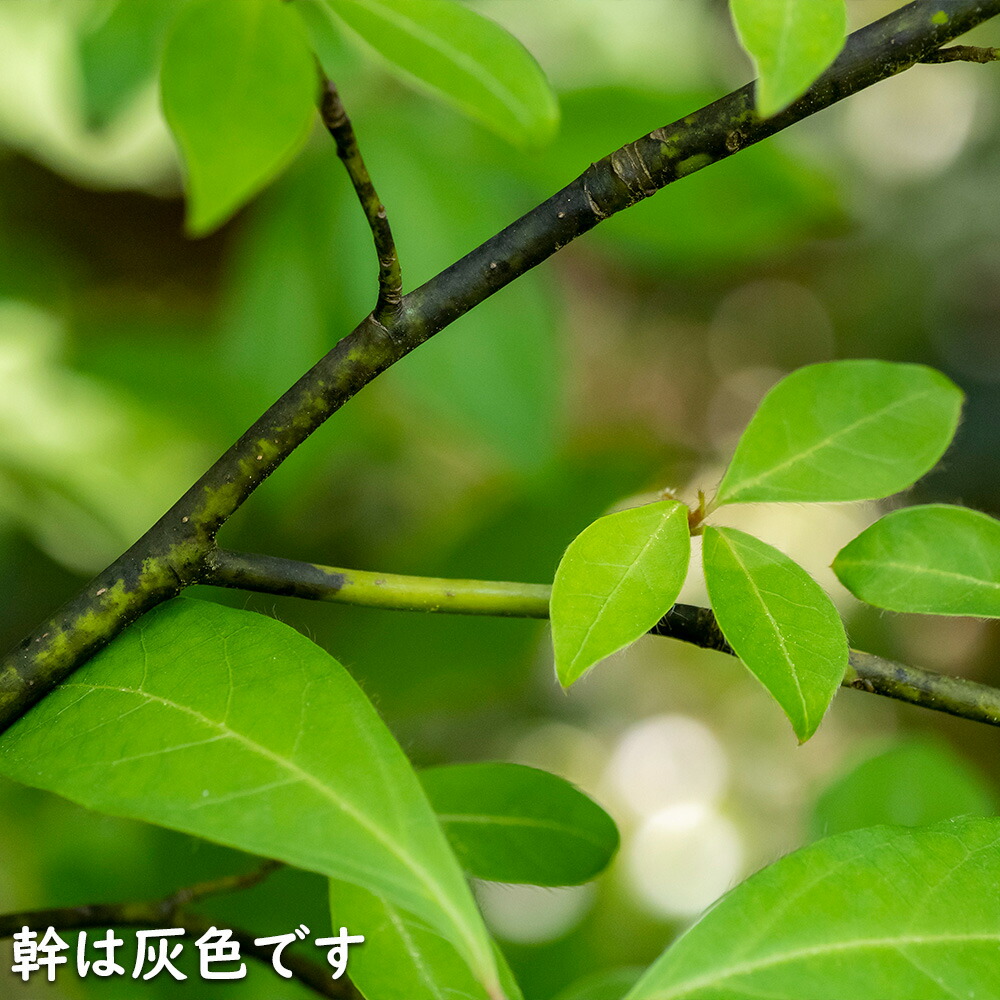 楽天市場】クロモジ 単木 2m 露地 2本 苗木 : トオヤマグリーン