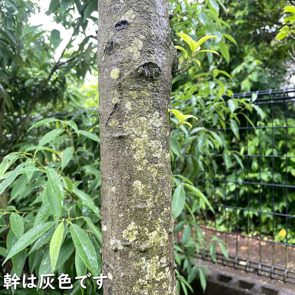 楽天市場】ソヨゴ 株立ち 1.5m 露地 苗木 : トオヤマグリーン
