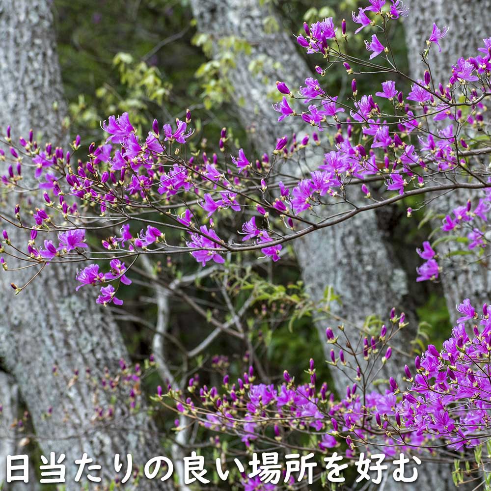 楽天市場】ミツバツツジ 2.5m 露地 苗木 : トオヤマグリーン