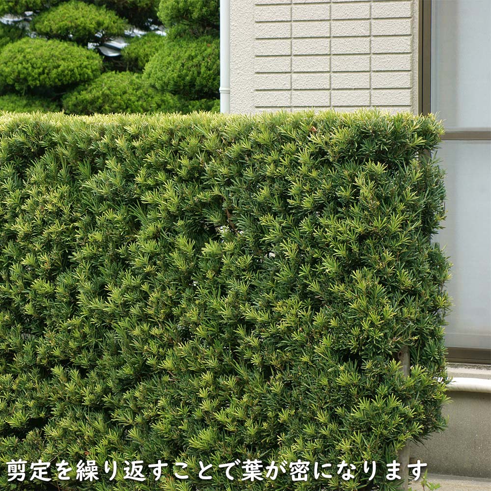 楽天市場】ラカンマキ 2m 露地 2本 苗木 : トオヤマグリーン
