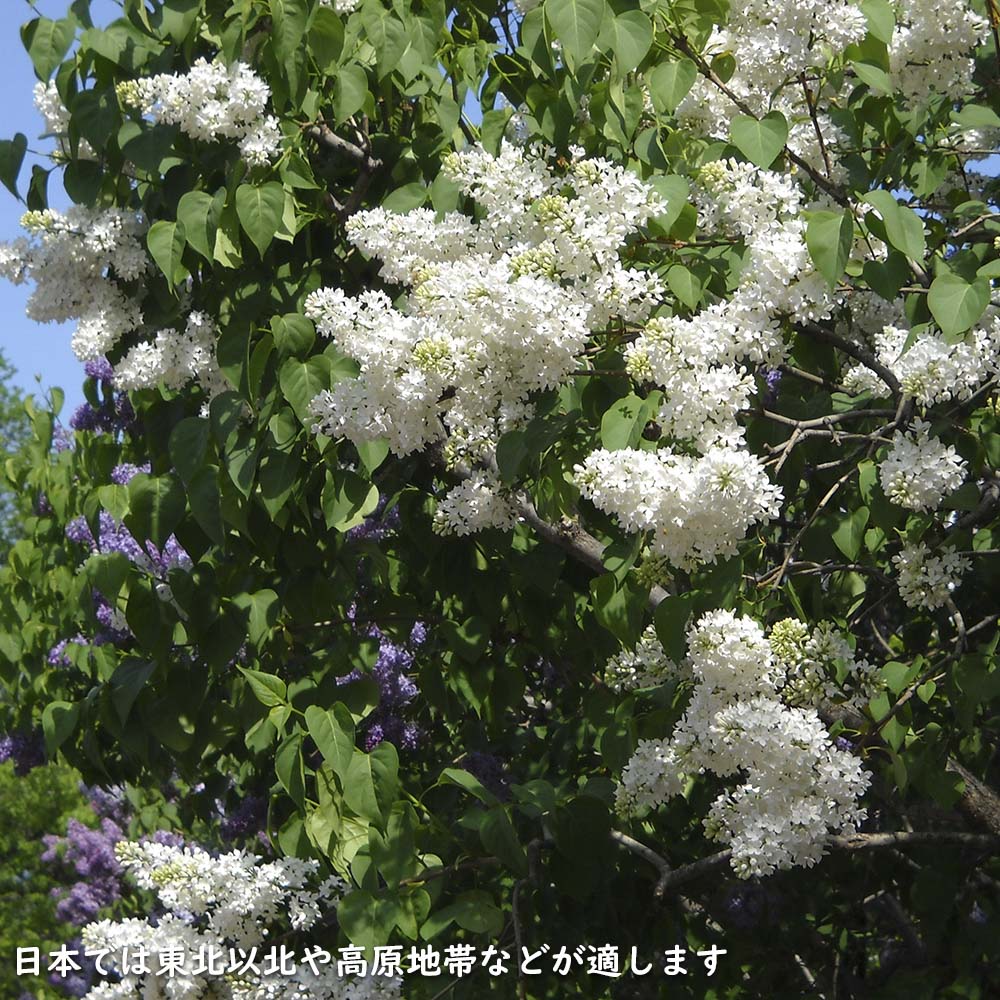 楽天市場】ライラック白花 1.5m 露地 苗木 : トオヤマグリーン