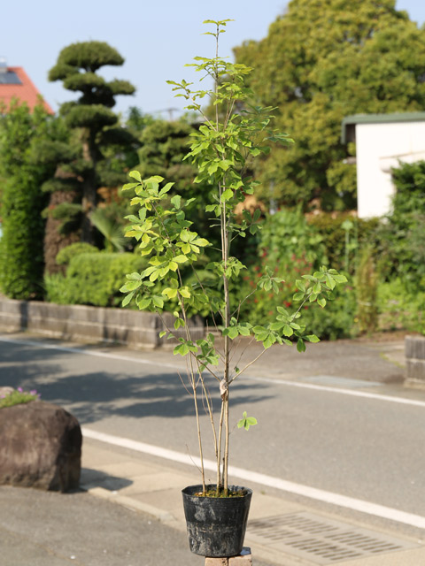 楽天市場】コナラ 株立ち 0.8m 15cmポット 苗 : トオヤマグリーン