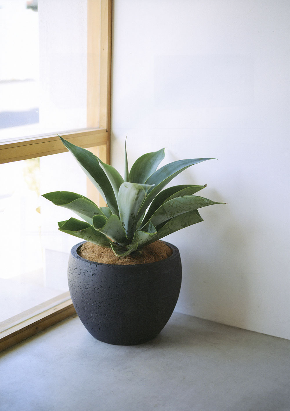 楽天市場】植木鉢 大型 人気 プランター おすすめ ブラック 黒 観葉