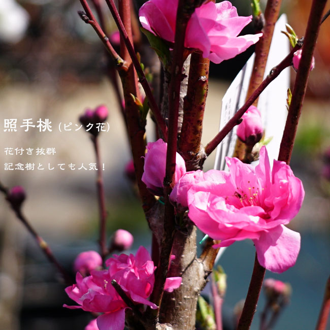 楽天市場】【照手桃】 花桃 （ピンク） 1年生接木苗 : 苗木部 by 花