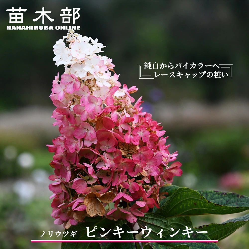 ajisai042_01-logo.jpg