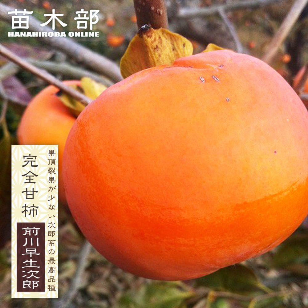 楽天市場】柿の苗木 【前川早生次郎】 完全甘柿 1年生接木苗 : 苗木部