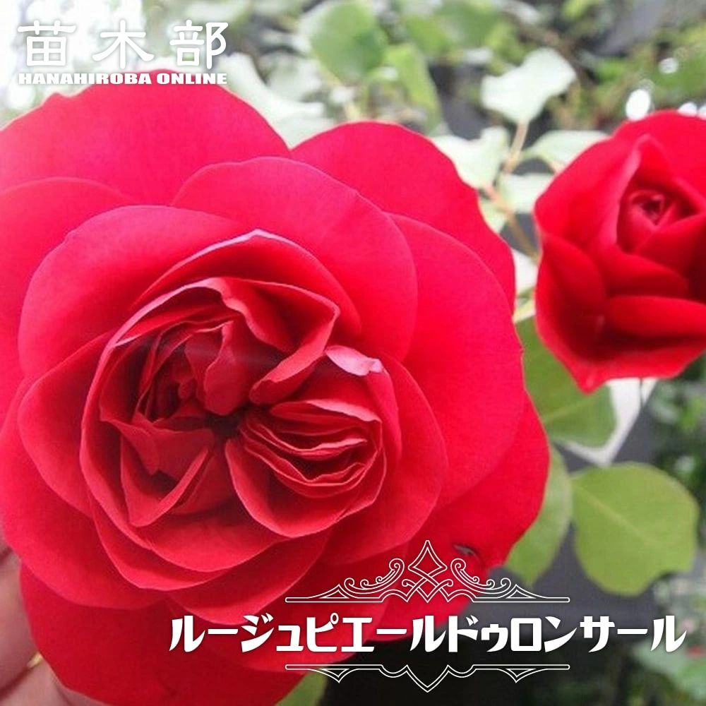 楽天市場】四季咲きつるバラ 【ルージュピエールドゥロンサール】 2