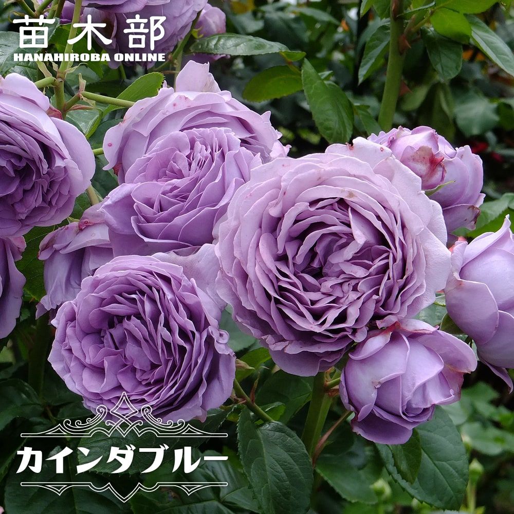 ⭐️購入前必ずコメント下さい　四季咲きバラ苗 木立性　紫 ⭐️購入前必ずコメント下さい 四季咲きバラ苗 木立性 紫 - メルカリ