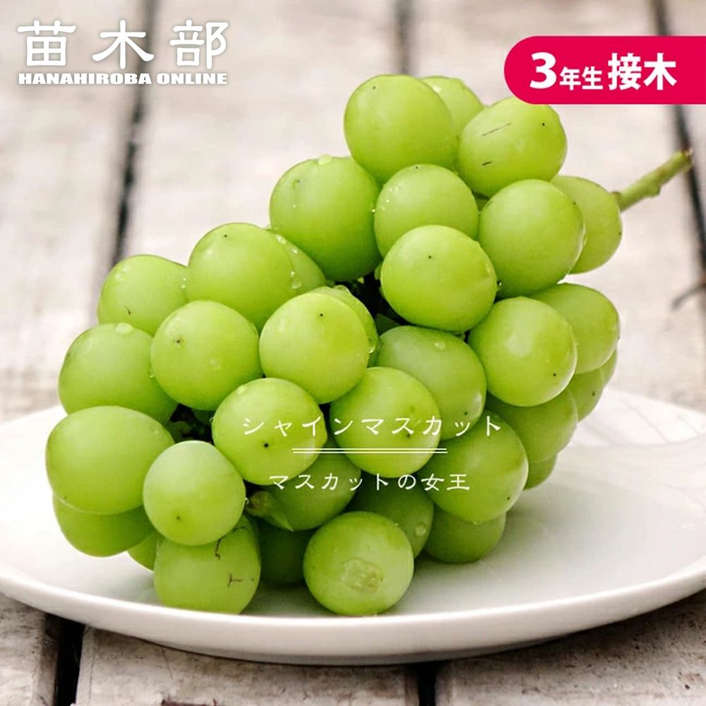 楽天市場】3月3日20時からのセール対象商品 【シャインマスカット