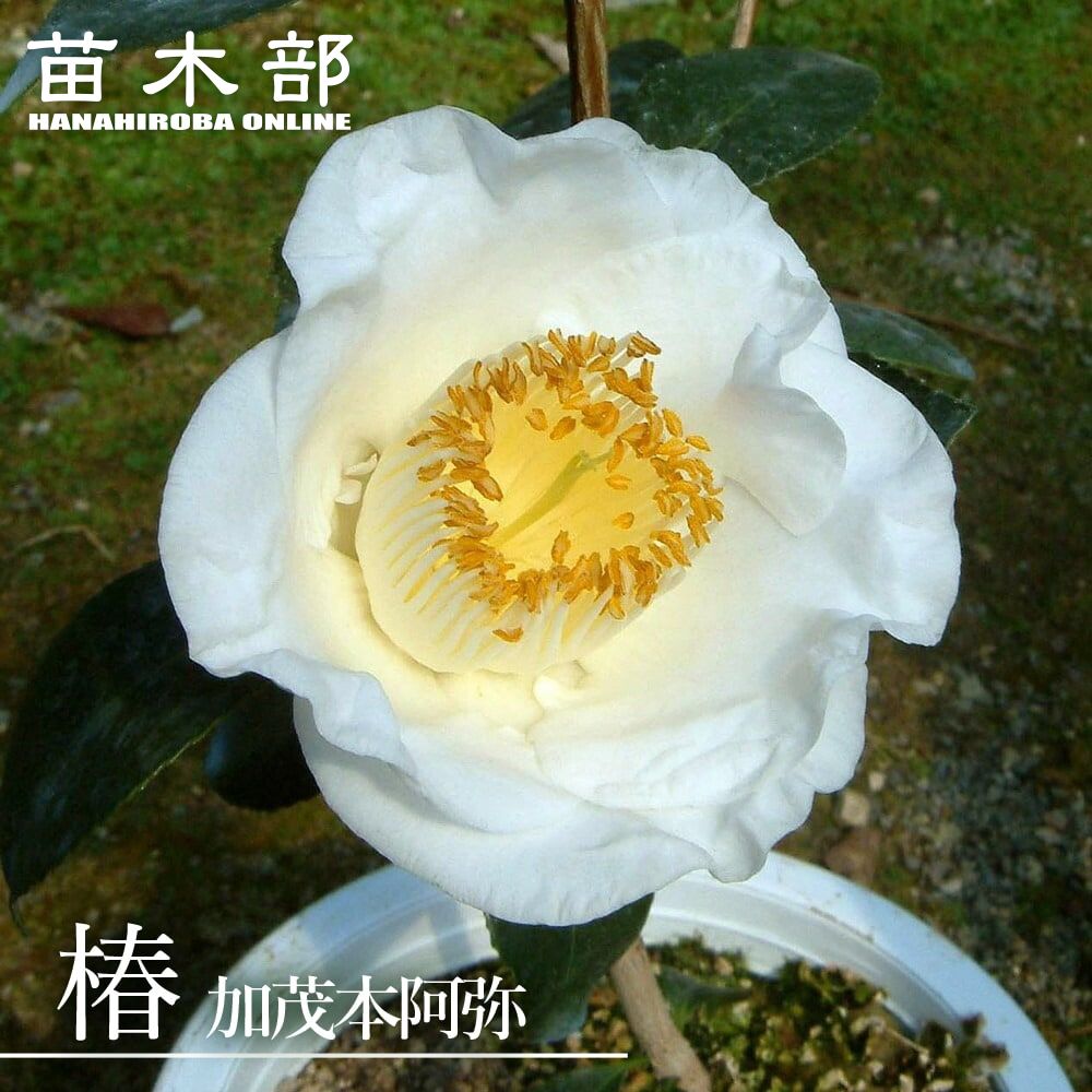 友久様ご確認苗 加茂本阿弥と四ヶ村 tsubaki071_01-logo.jpg