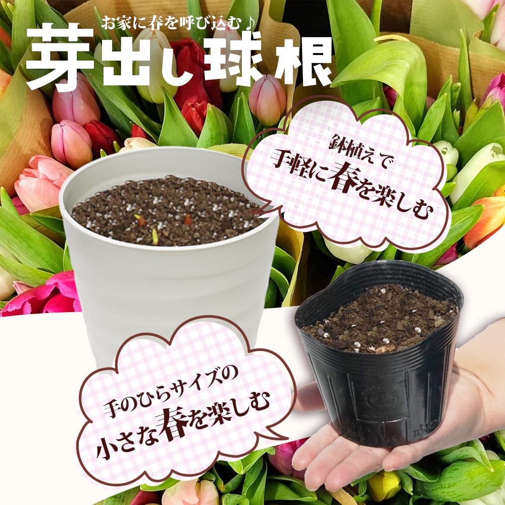 楽天市場】芍薬 【レッドサラベルナール】 6号スリット鉢植え : 苗木部