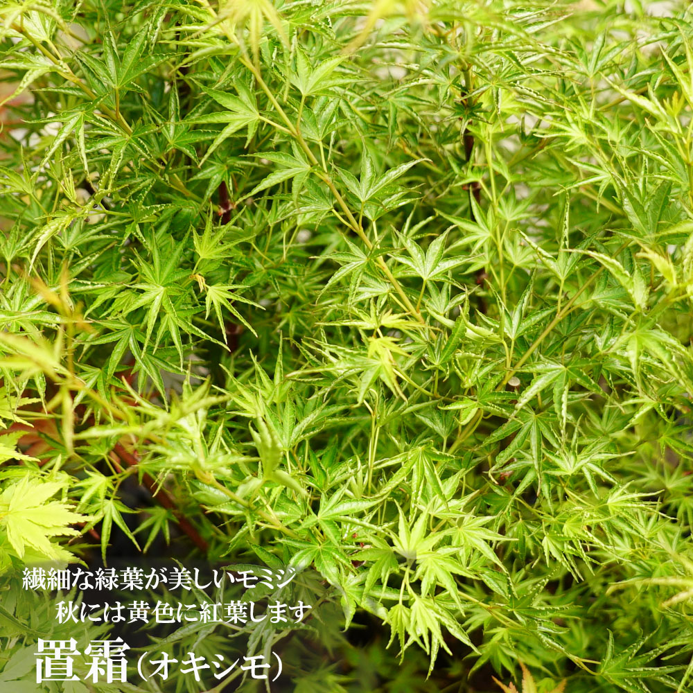 楽天市場】モミジ 【置霜（オキシモ）】 テーブルサイズ 鉢植え : 苗木