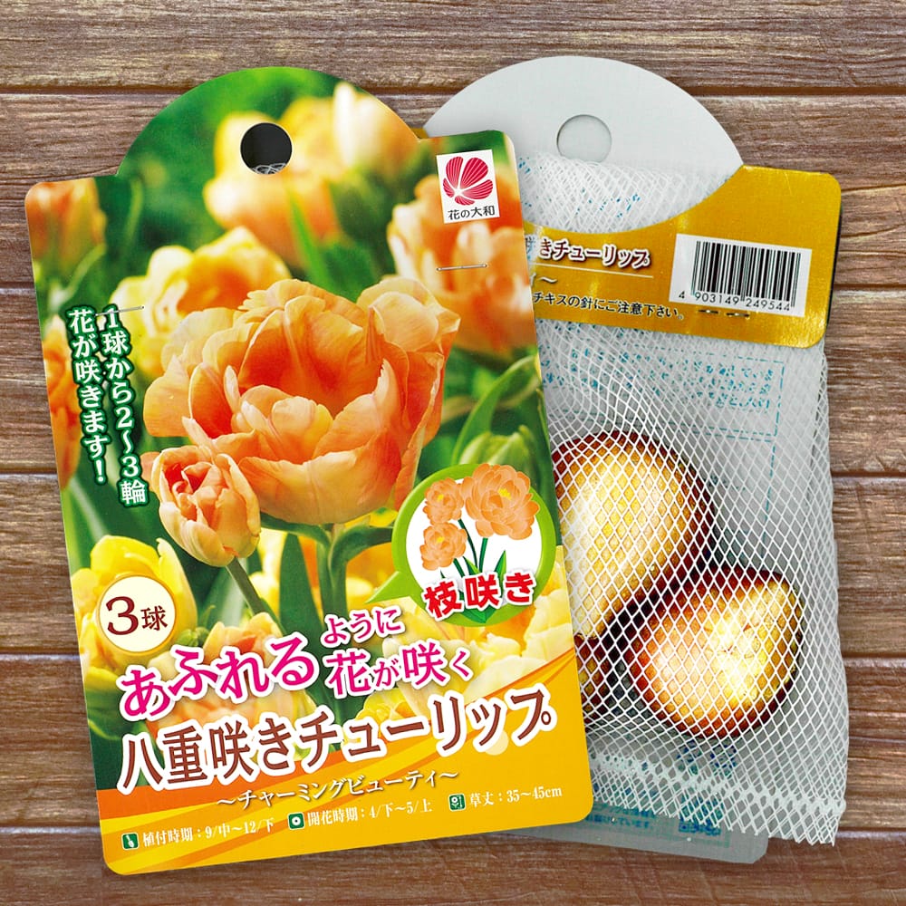 楽天市場】チューリップ 【チャーミングビューティ】 球根 あるれる
