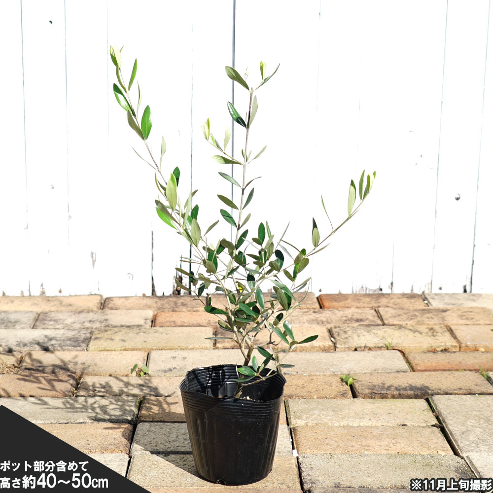 楽天市場】オリーブの木 【レッチーノ】 2年生 ポット苗 : 苗木部 by