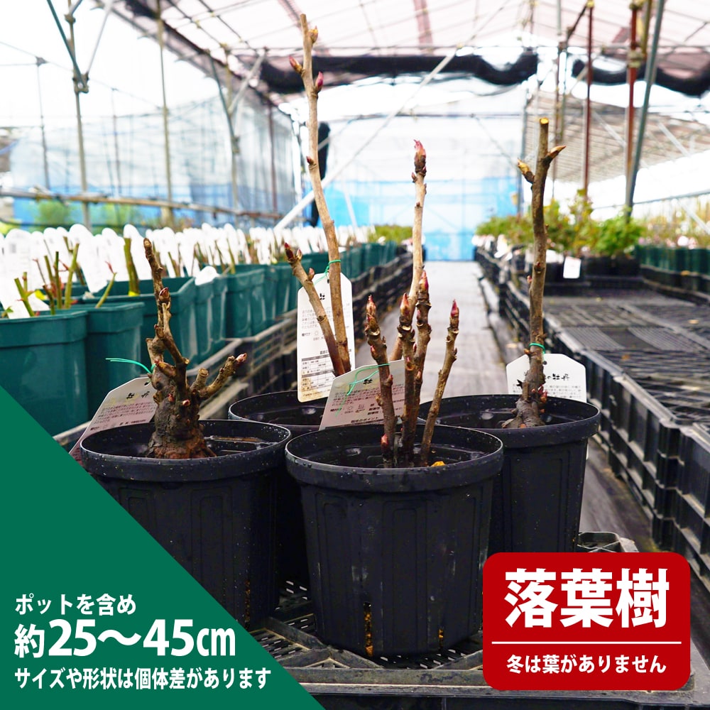 楽天市場】【五大州（ゴダイシュウ）】 （白色） 牡丹 2年生 6号