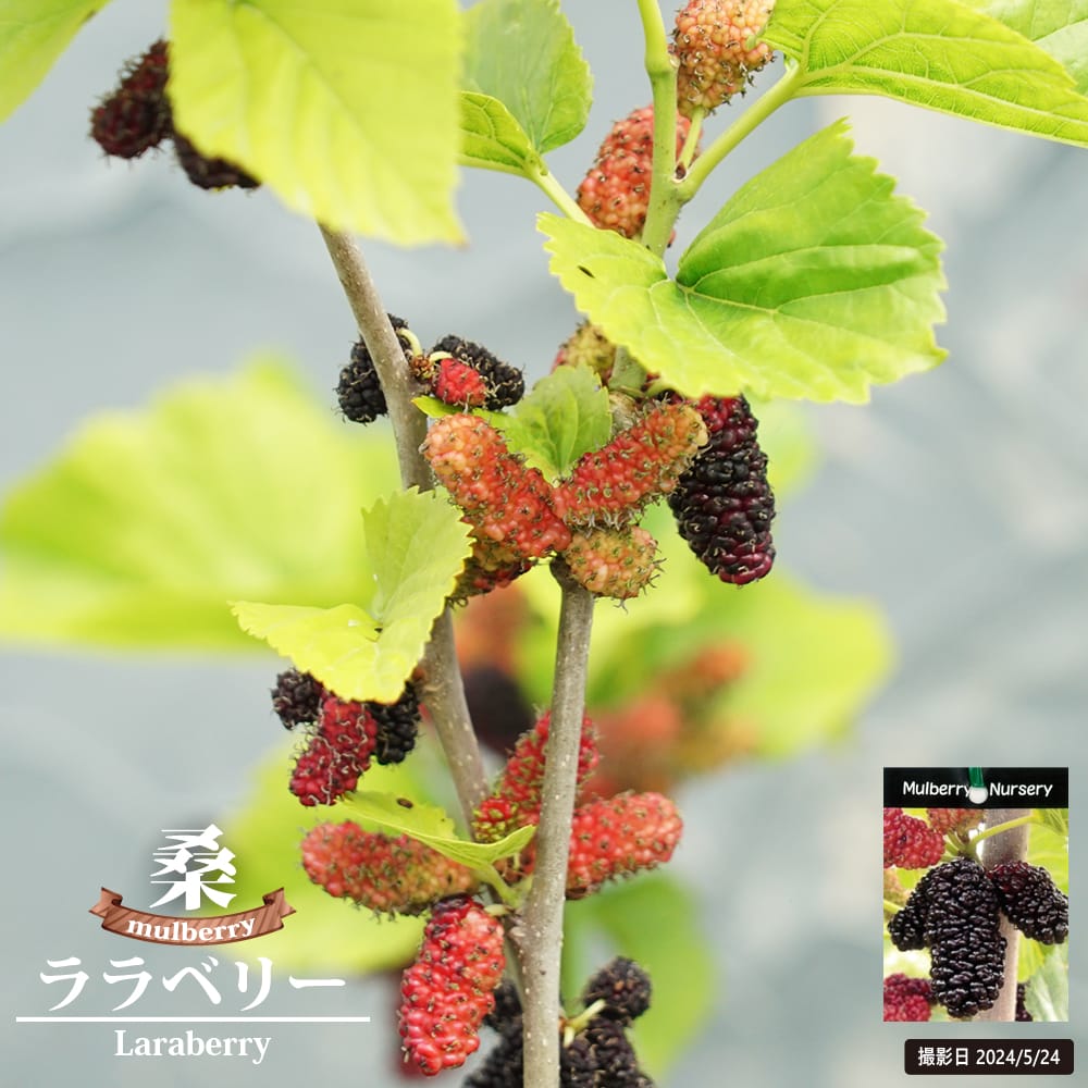 楽天市場】マルベリー（桑の木） 【ララベリー】 接木 鉢植え 登録品種