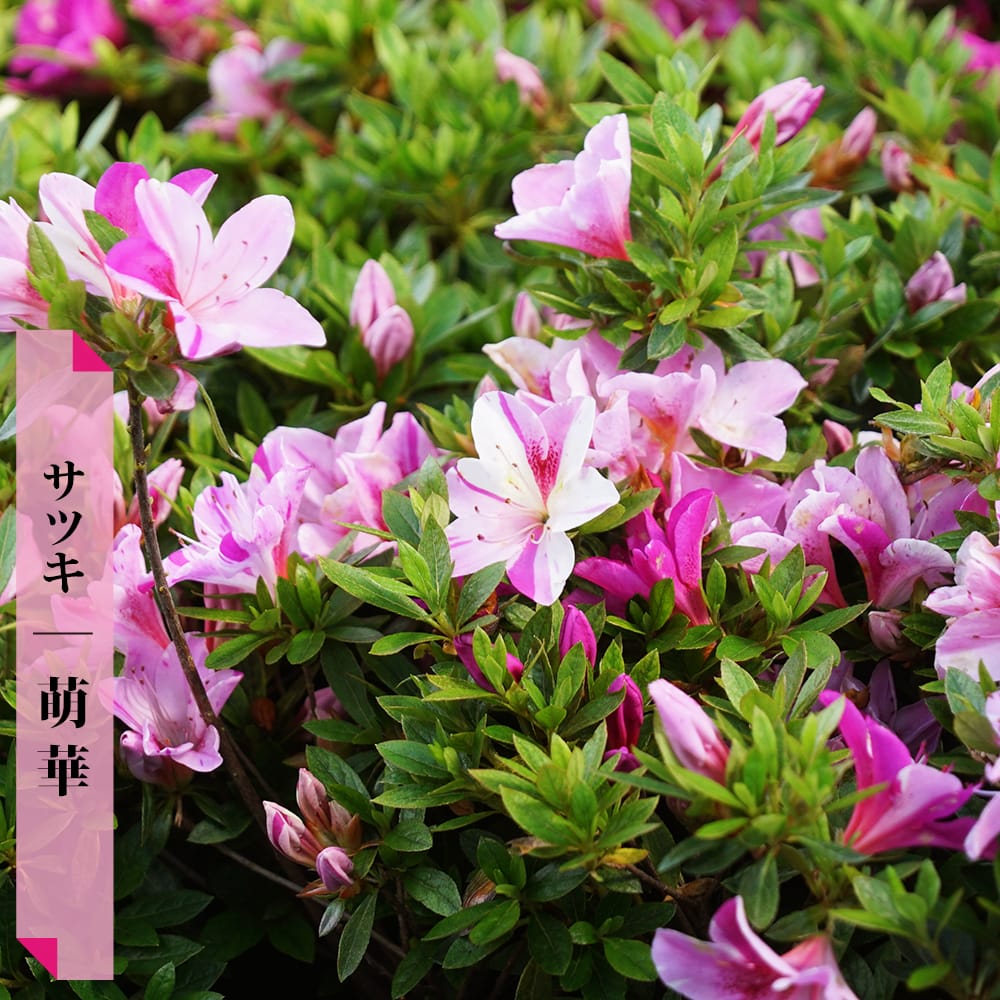 楽天市場】さつき 苗 【萌華/もえか】 4号ポット苗 単品 or 4本セット