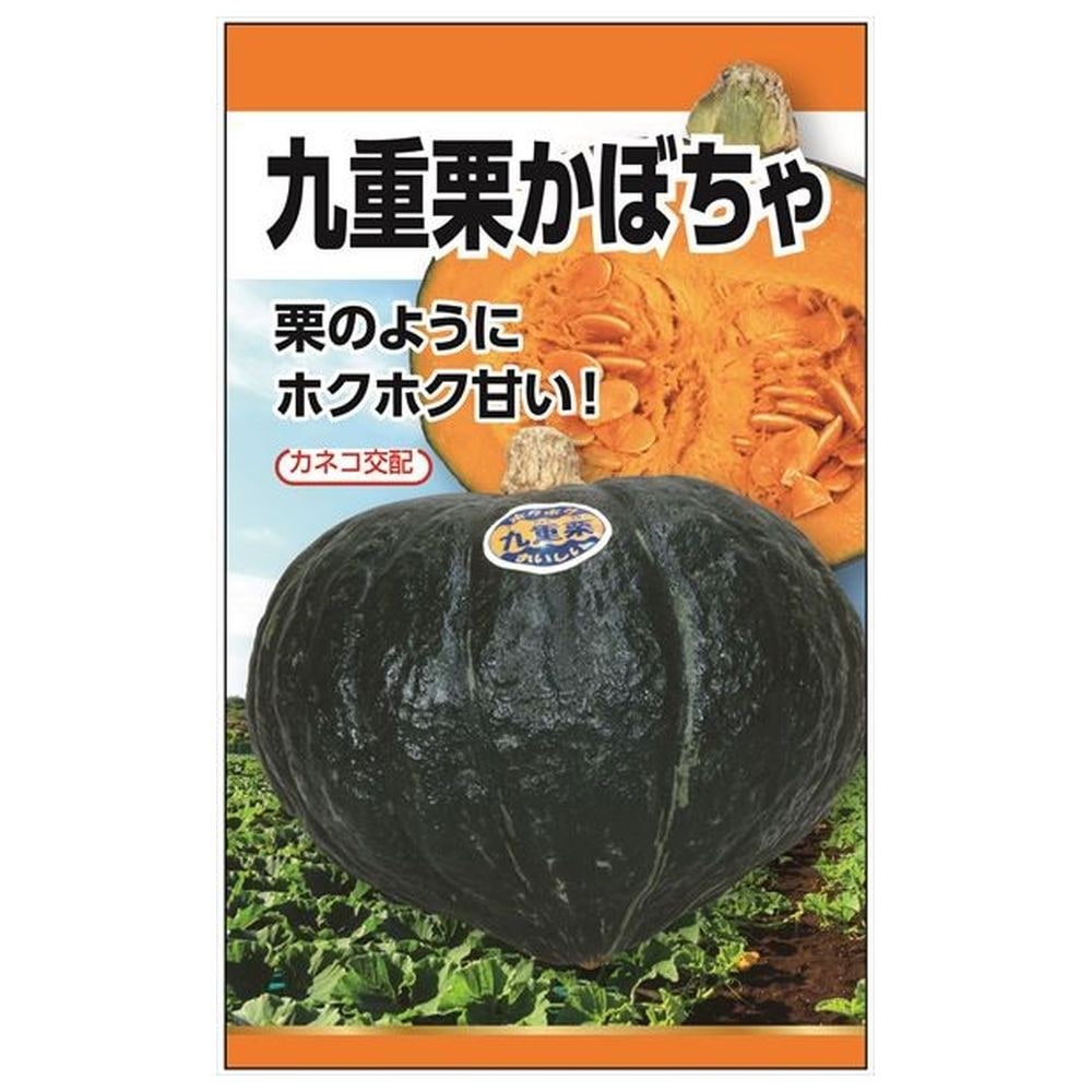 楽天市場】カボチャ 【カネコ交配 九重栗かぼちゃ】 種・小袋 （10粒
