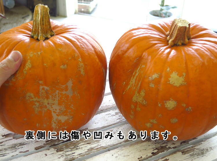 楽天市場】売り尽くし ハロウィン用 本物 生カボチャ 鑑賞用『オータム