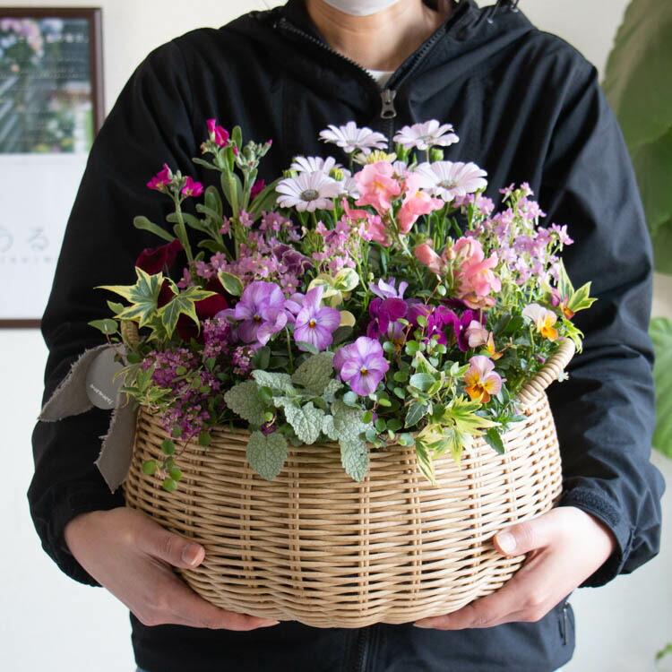 楽天市場】花うるるアレンジ寄せ植え「ジェミニバスケット ロウ(L