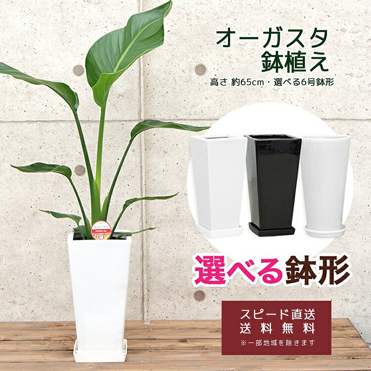 楽天市場】観葉植物 ストレリチア・オーガスタ6号鉢 (選べる鉢6種 鉢形
