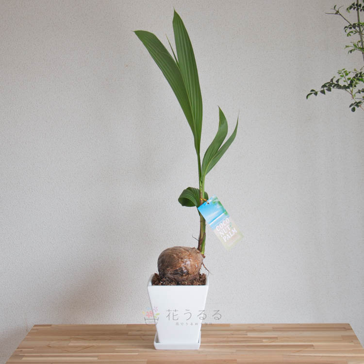楽天市場】ヤシの木 観葉植物 陶器鉢 5号 高さ90cm-1m(ヤシの実 ヤシ