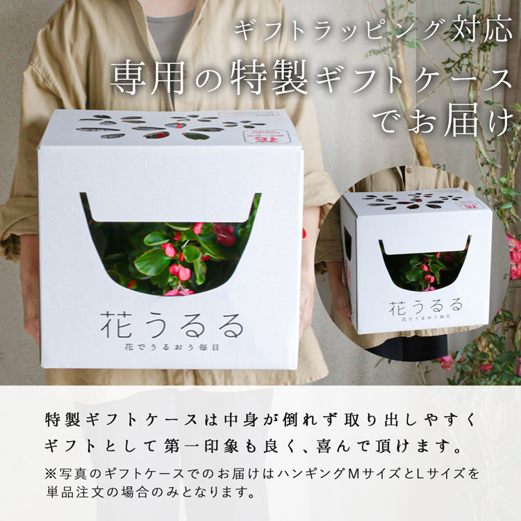 楽天市場】フリンジ咲きビオラのハンギングバスケット 花うるる 寄せ
