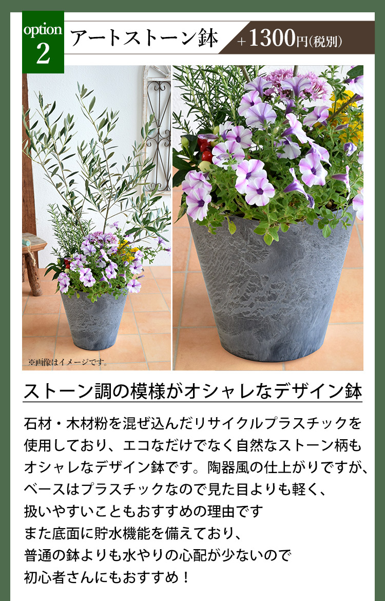 楽天市場】オリーブ と 季節のお花の寄せ植え シンボルツリー 寄せ植え