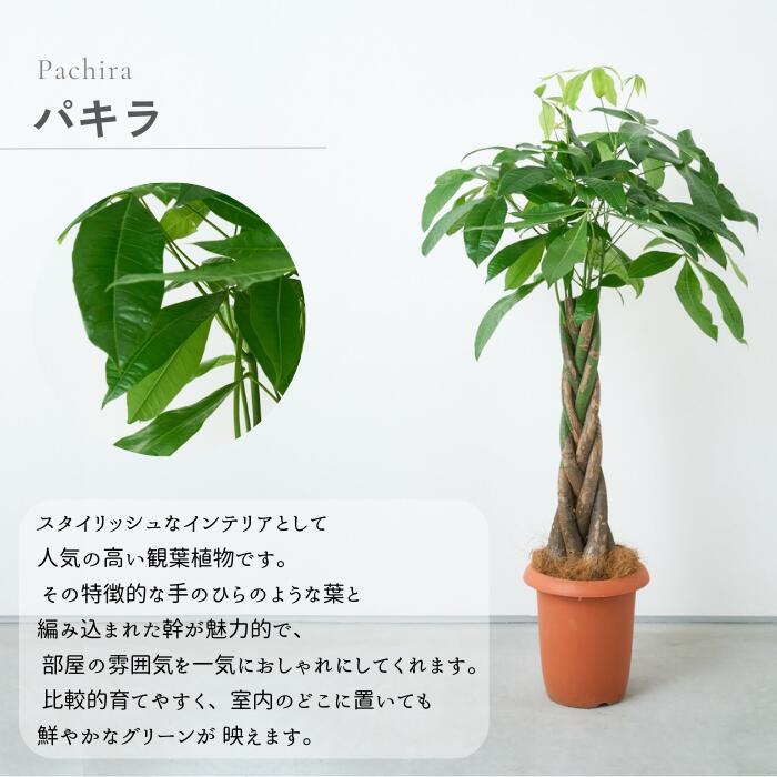 楽天市場】観葉植物 大型 鉢と品種が選べる8号鉢 ドラセナ