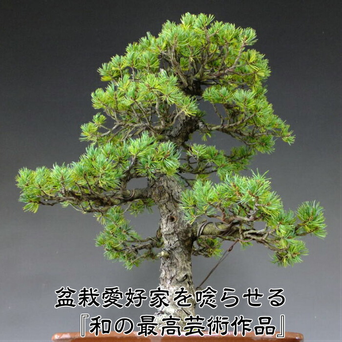 楽天市場】八房那須五葉松盆栽 展示用貴風盆栽 最高峰品質 埼玉盆栽