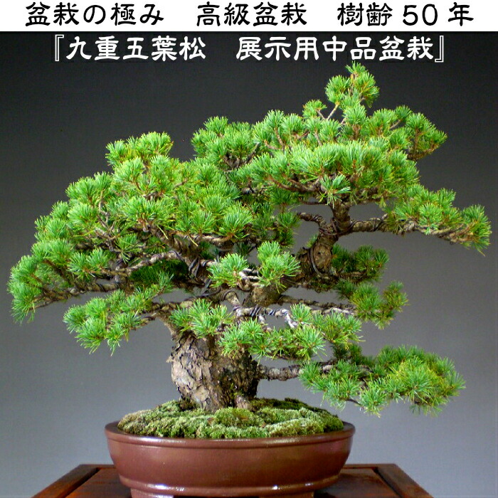 楽天市場】樹齢50年 九重五葉松盆栽 展示用中品盆栽 最高峰品質 埼玉
