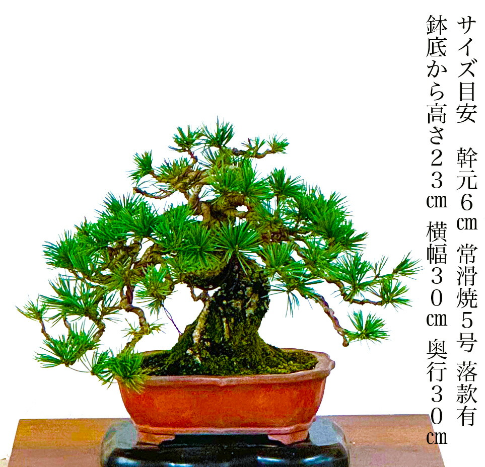楽天市場】盆栽 松 希少 高級 一点物 現品お届け 樹齢40年 実生 赤石