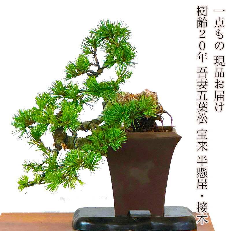kb00039-01-a.jpg