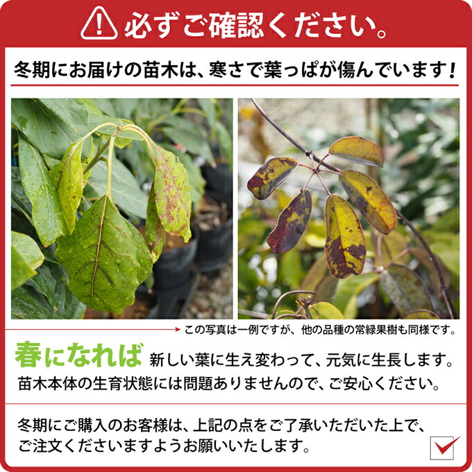 楽天市場】ジャボチカバ 苗 【四季成り性 ジャボチカバ】 3年生 実生