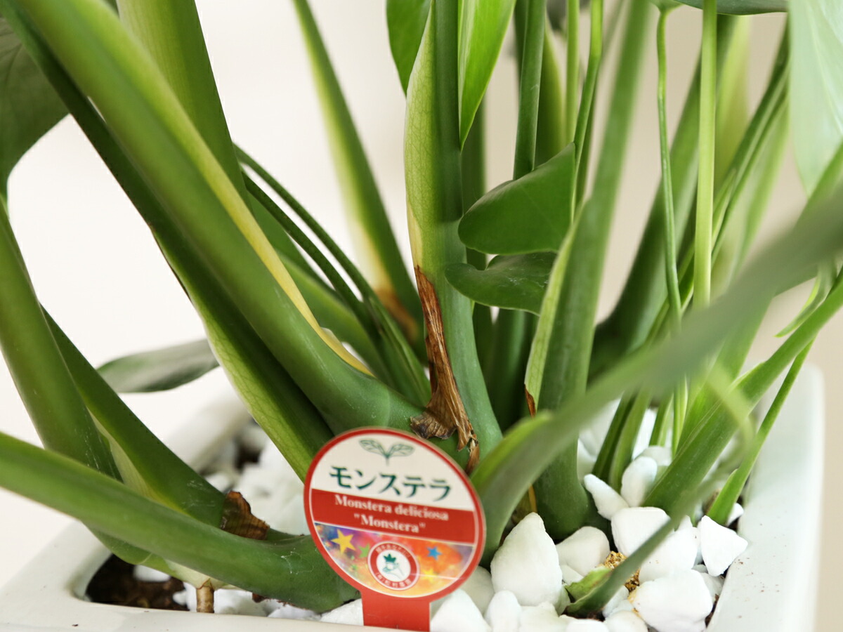 楽天市場】観葉植物 モンステラ デリシオーサ 8号 角高陶器鉢 白 高さ