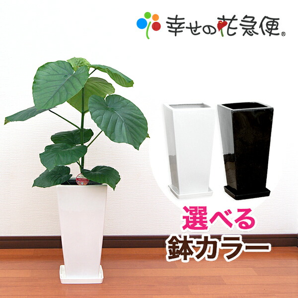 楽天市場】観葉植物 フィカス・ウンベラータ7号角高陶器鉢|高さ約90cm