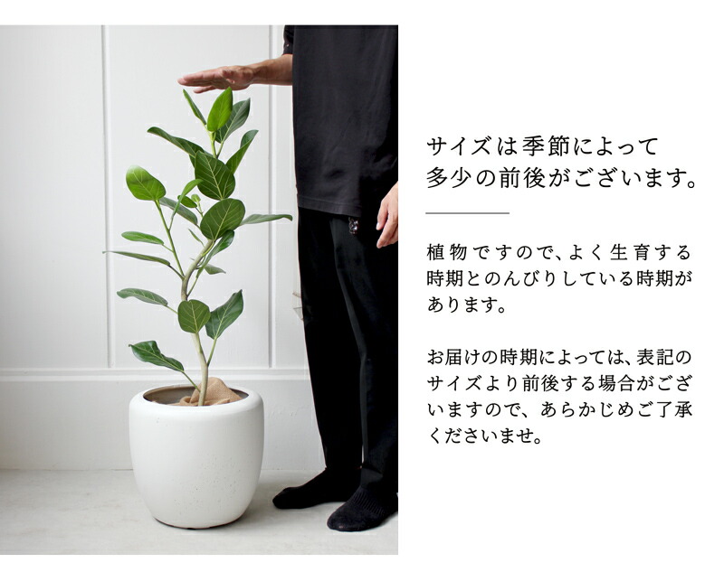 楽天市場】【カンサラ鉢カバー：ホワイト】フィカス・ベンガレンシス