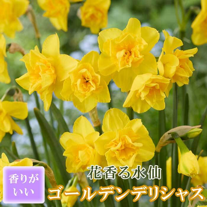 楽天市場】花香る 水仙 球根 【 ゴールデンデリシャス 】2球 スイセン