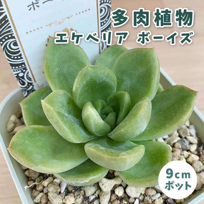 楽天市場】多肉植物 エケベリア ボーイズ 9cmポット 苗 ロゼッタ状