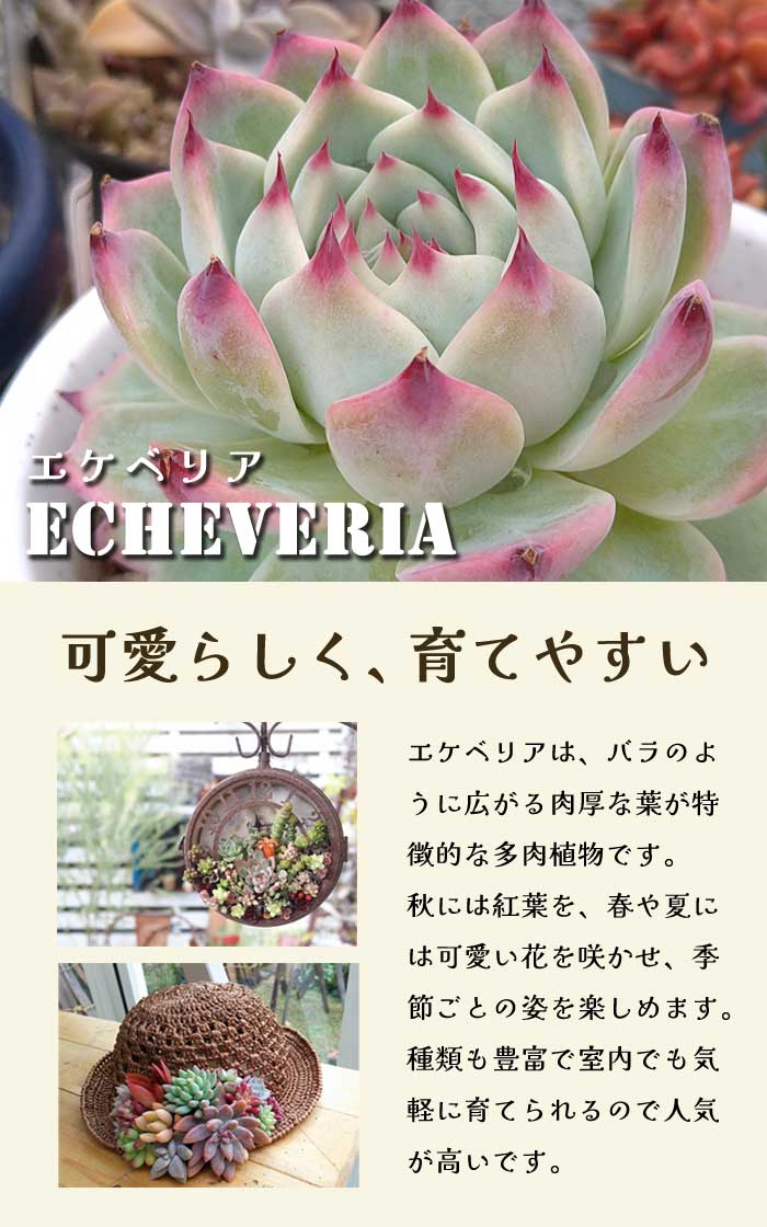楽天市場】多肉植物 エケベリア ボーイズ 9cmポット 苗 ロゼッタ状